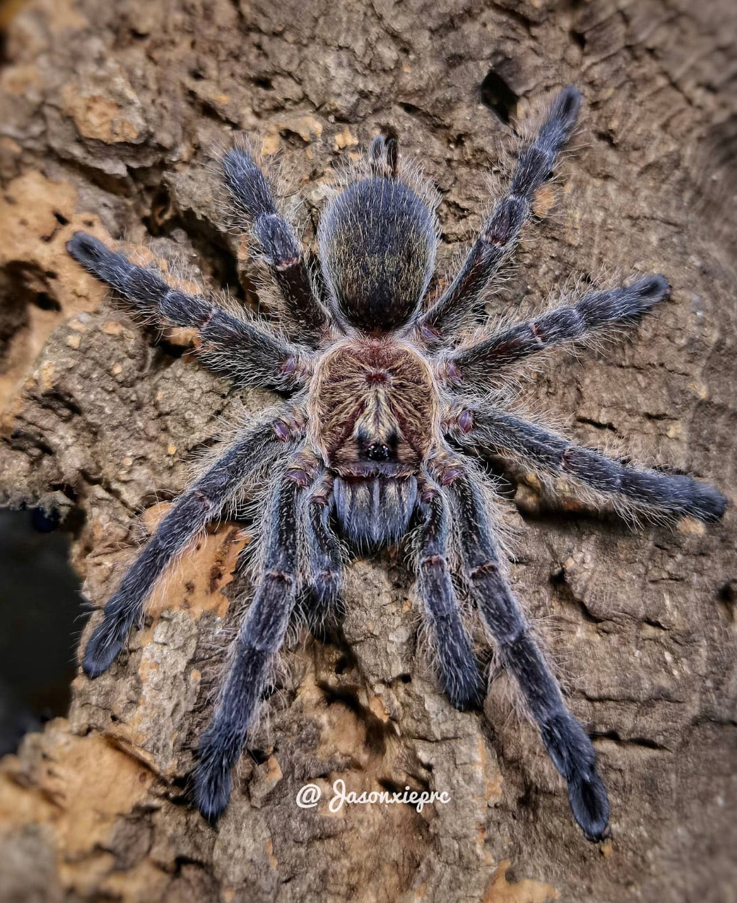 Harpactira namaquensis (Namaqualand Giant Baboon)