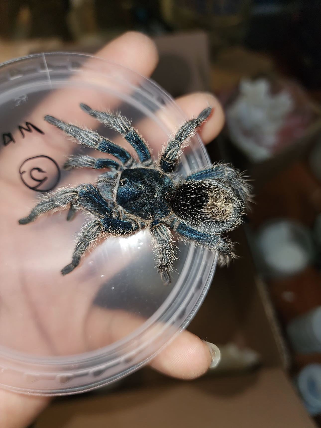 Thrixopelma Cyaneolum Blue