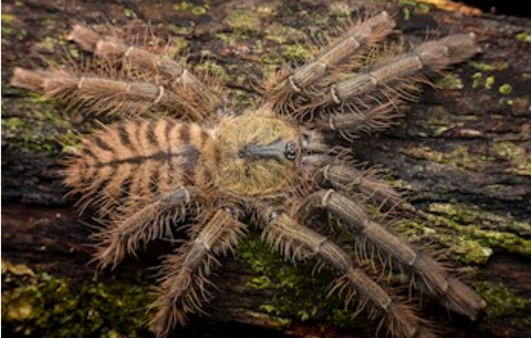Omothymus schioedtei (Malaysian Earth Tiger)