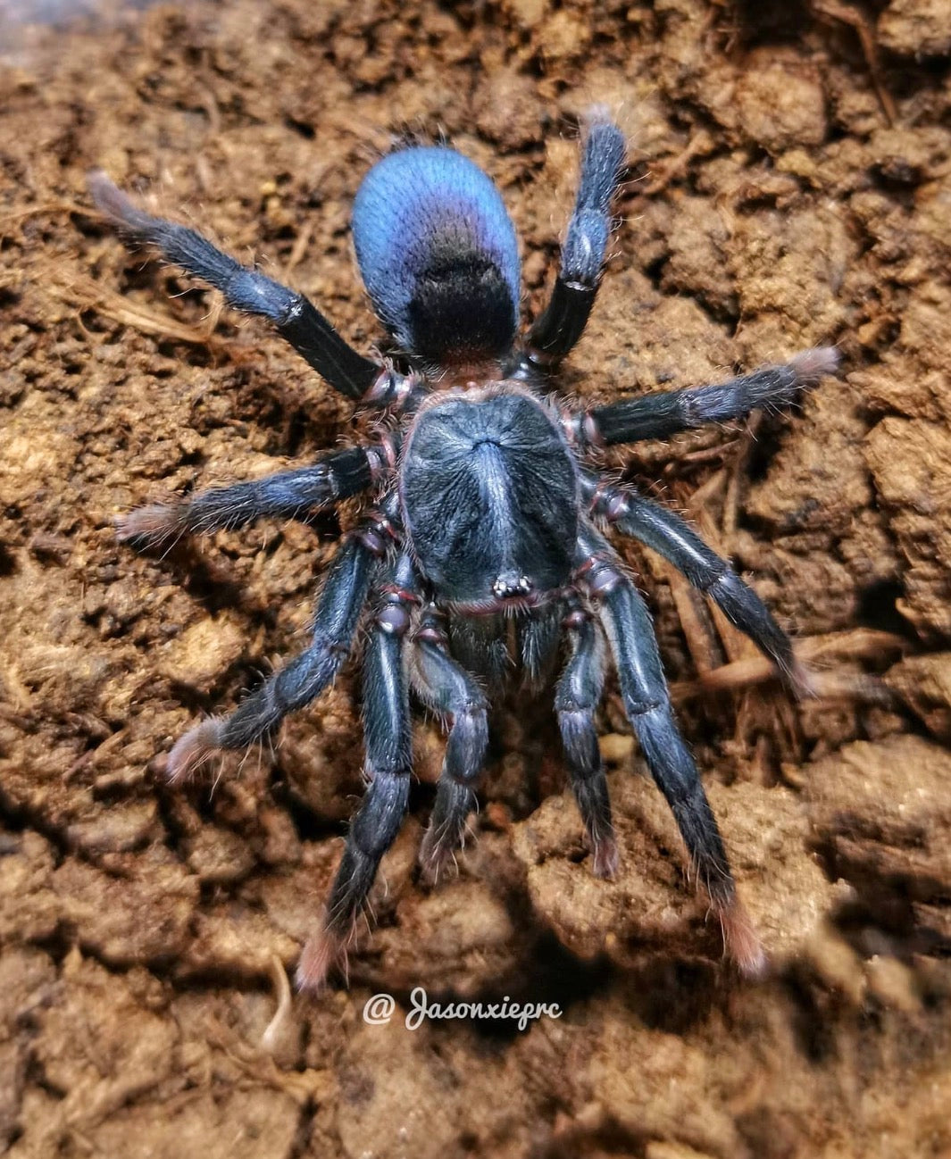 Sahydroaraneus Raja (indian Bue Dwarf)