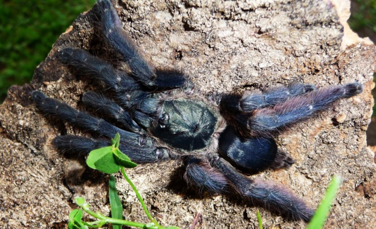 Tapinauchenius cupreus (Copper tree spider)