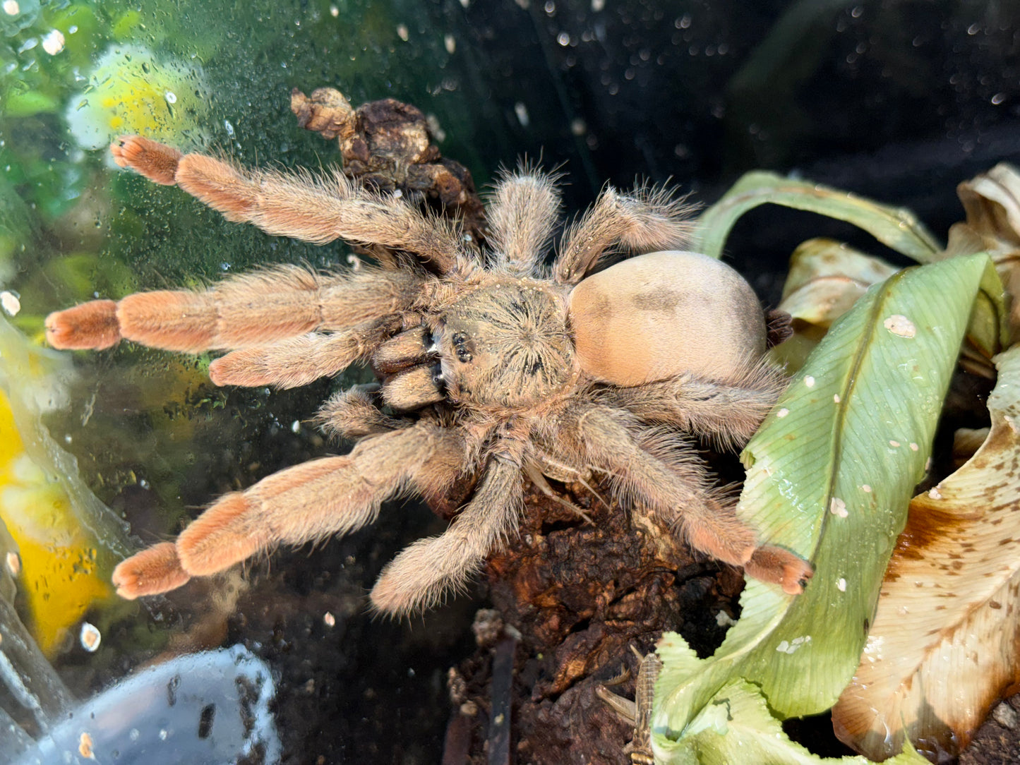 Psalmopoeus Pulcher (Panama Blonde)