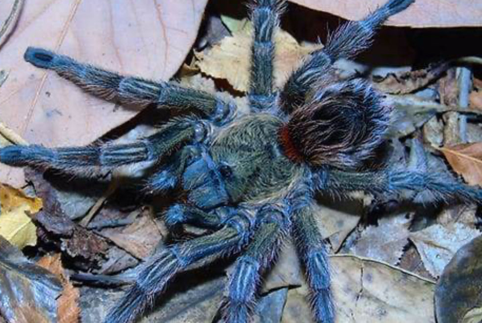 Euathlus Manicata Green