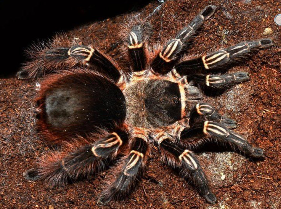 Eupalaestrus Campestratus Pink Zebra Beauty Tarantula Daenerys