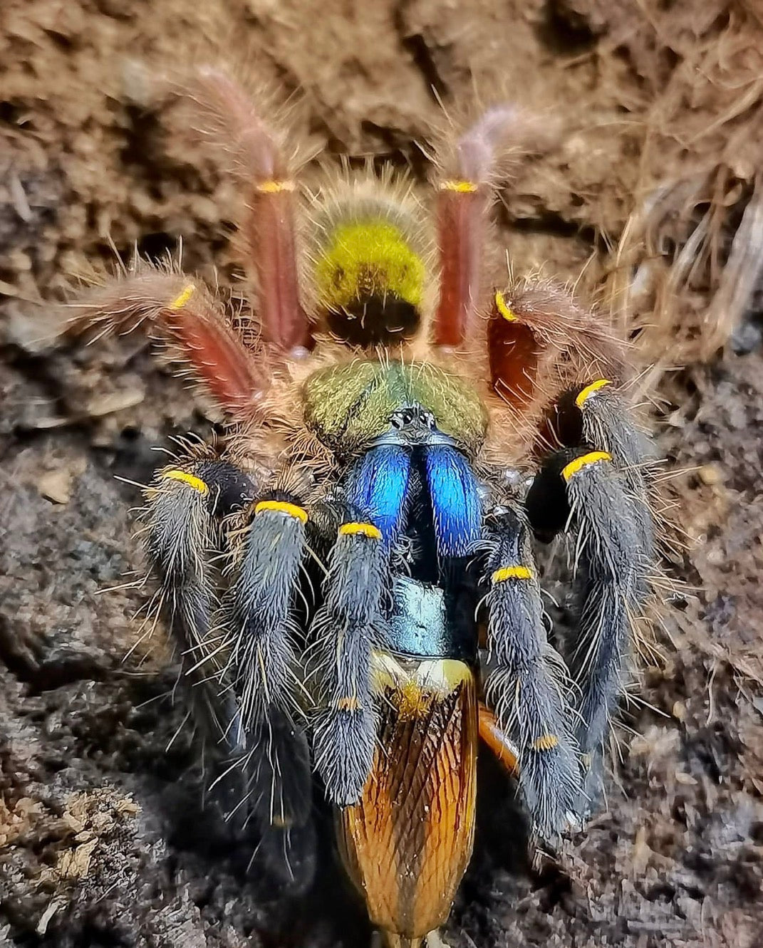 Ephebopus Cyanognathus (Blue Fang Tarantula)