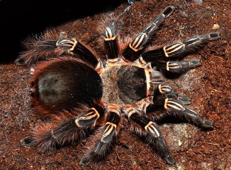Eupalaestrus larae (Gold Zebra Beauty)