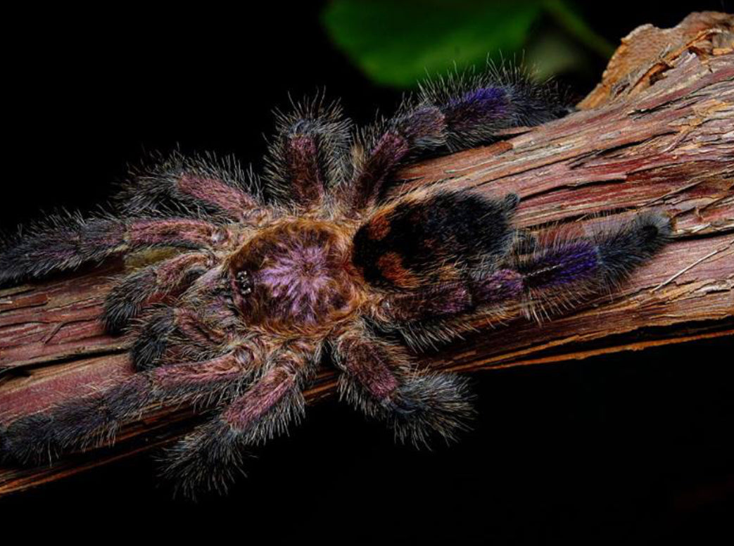 Avicularia sp. Columbia (C.F. Purpurea)