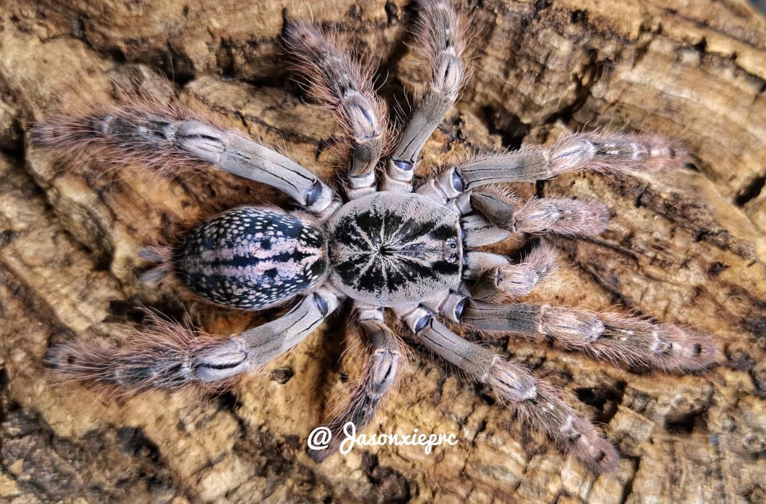 Heteroscodra maculata
(Togo Starburst)