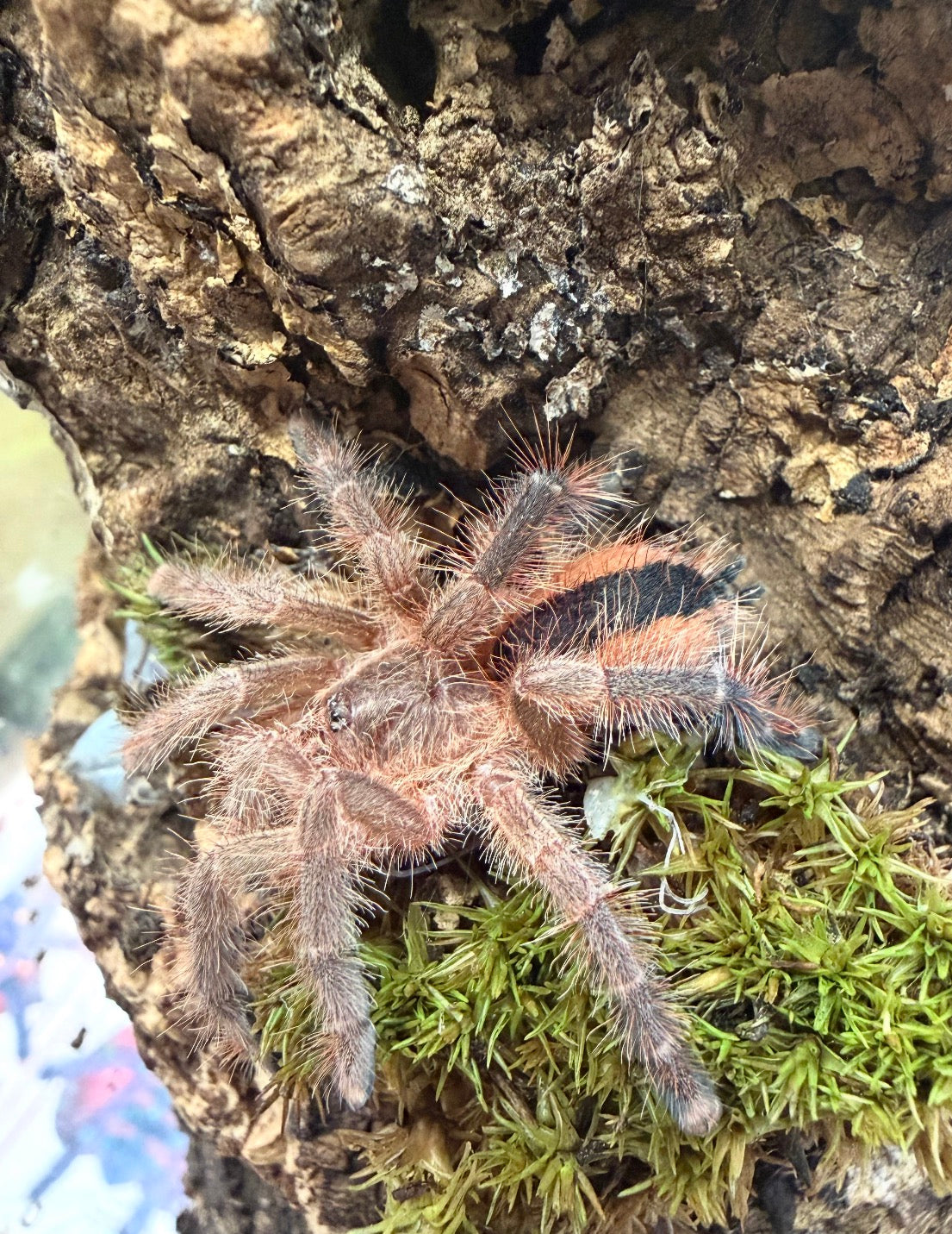 Avicularia lynnae