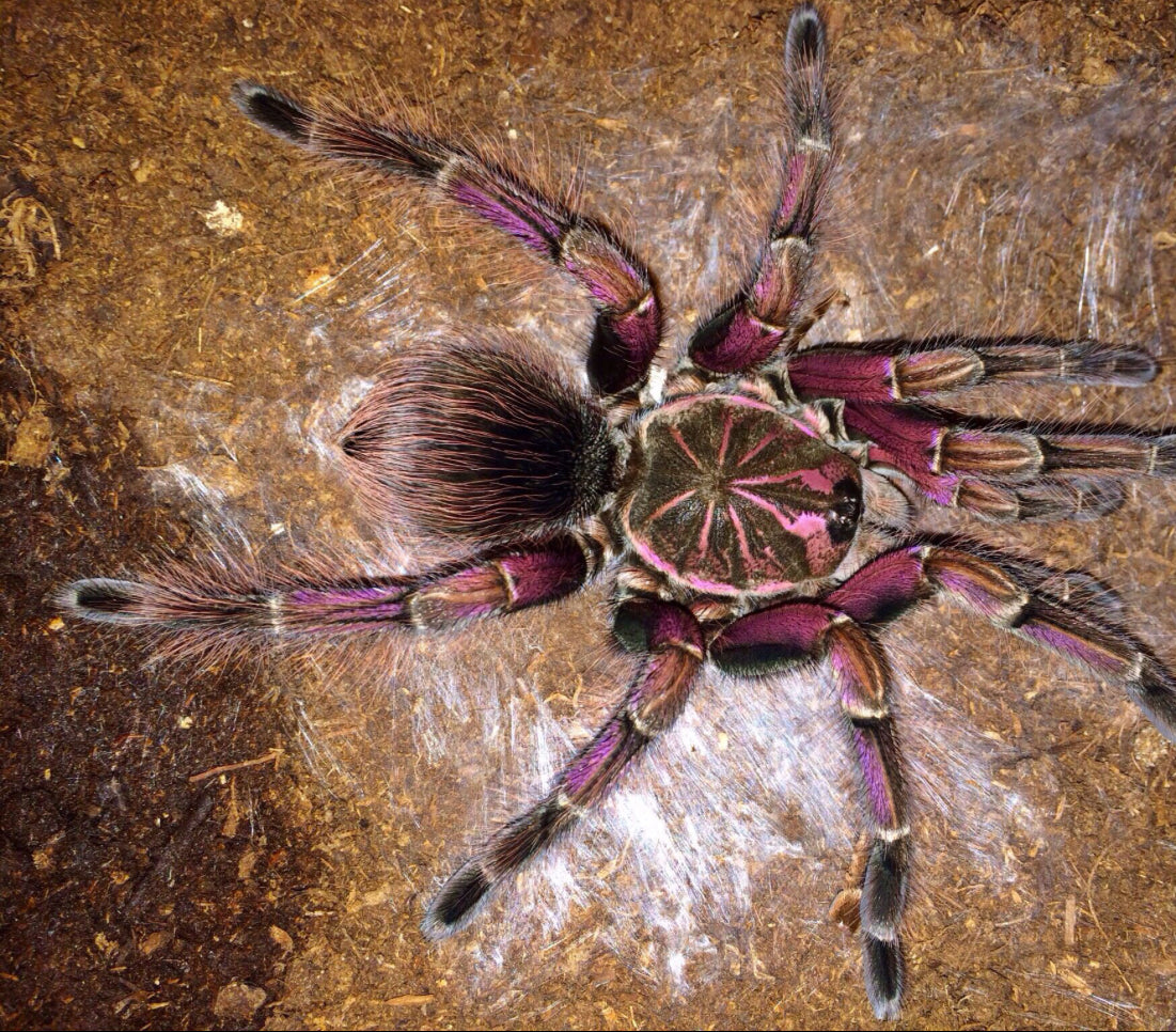 Pamphobeteus Platyomma (Pink Bloom)