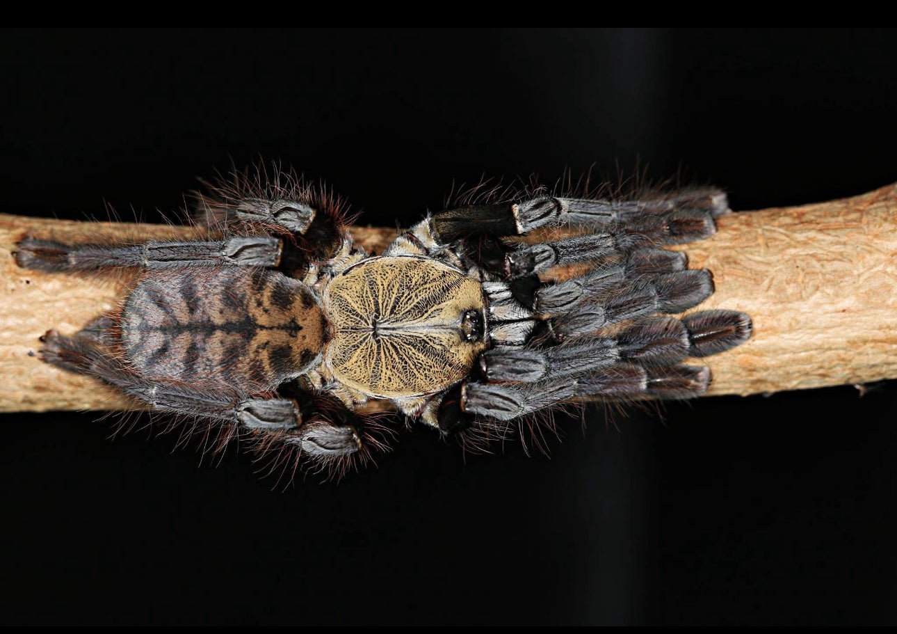 Phormingochilus sp. “Ackaya”