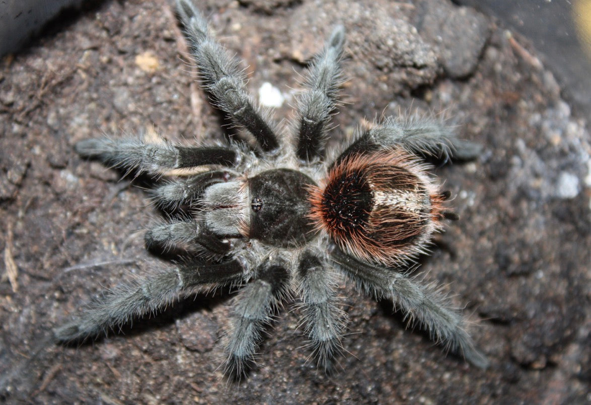 Grammostola Actaeon ( Brazilian Redrump)
