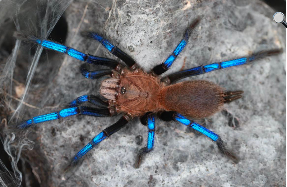 Birupes simoroxigorum