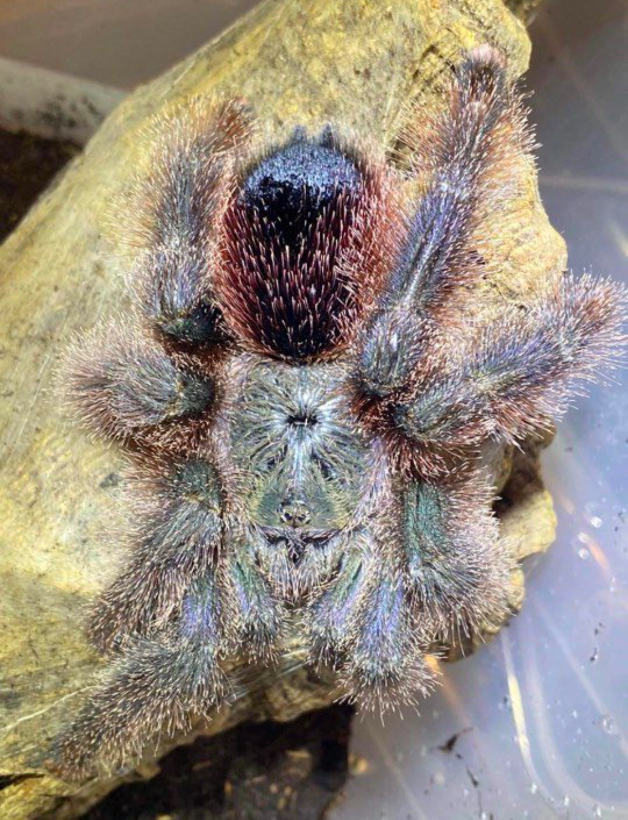 Avicularia sp. 'Shuriana'