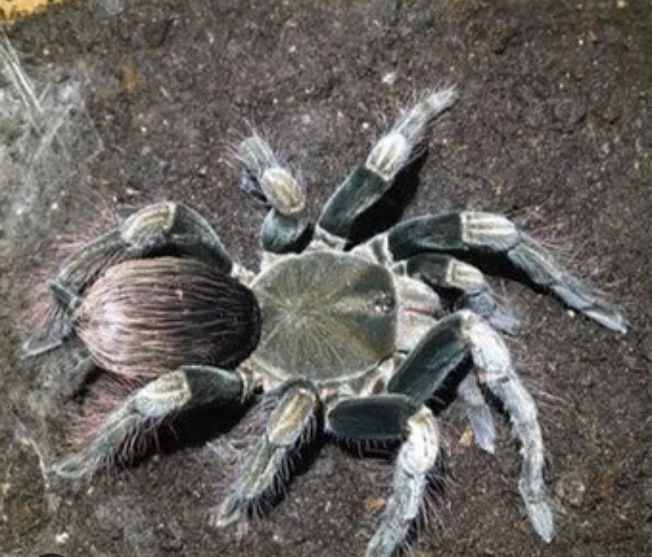 Pamphobeteus sp. "manganegra"