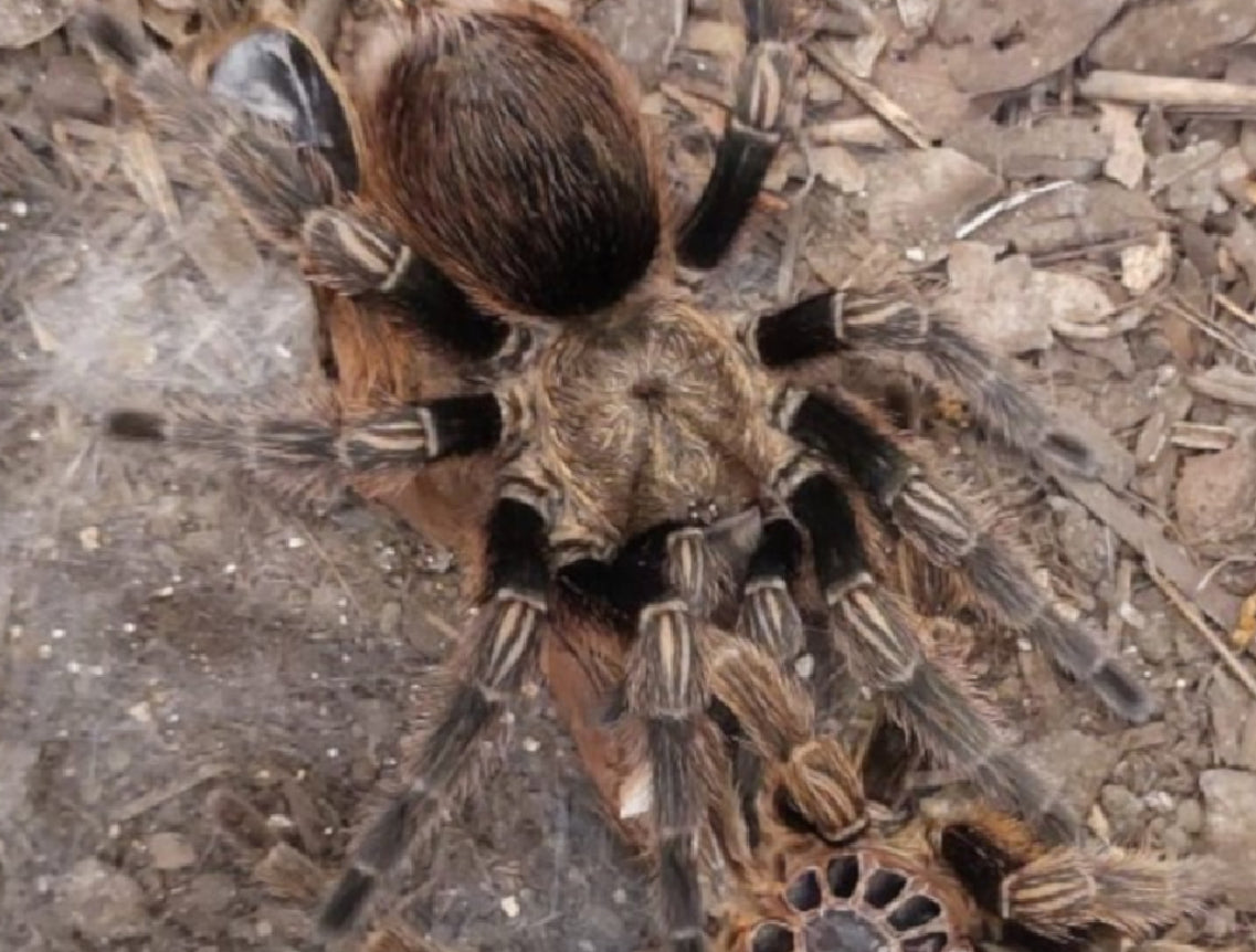 Euathlus sp. Valparaiso