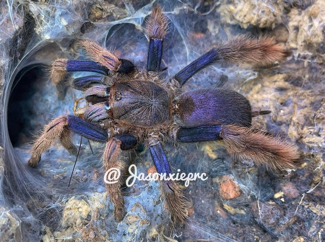 Coremiocnemis hoggi (Malaysian Purple Femur)