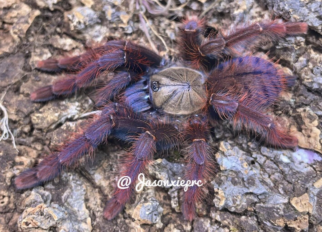 Phormingochilus Sp “Sabah Red”