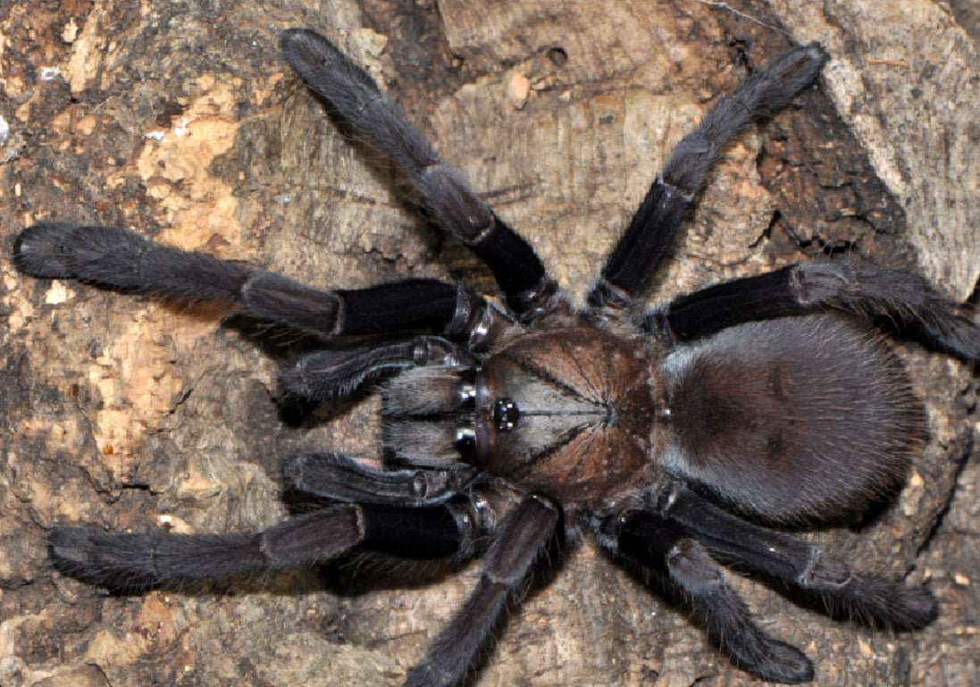 Thrigmopoeus truculentus (Lesser Goa Mustard)