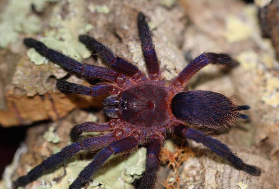 Dolichothele Rufoniger