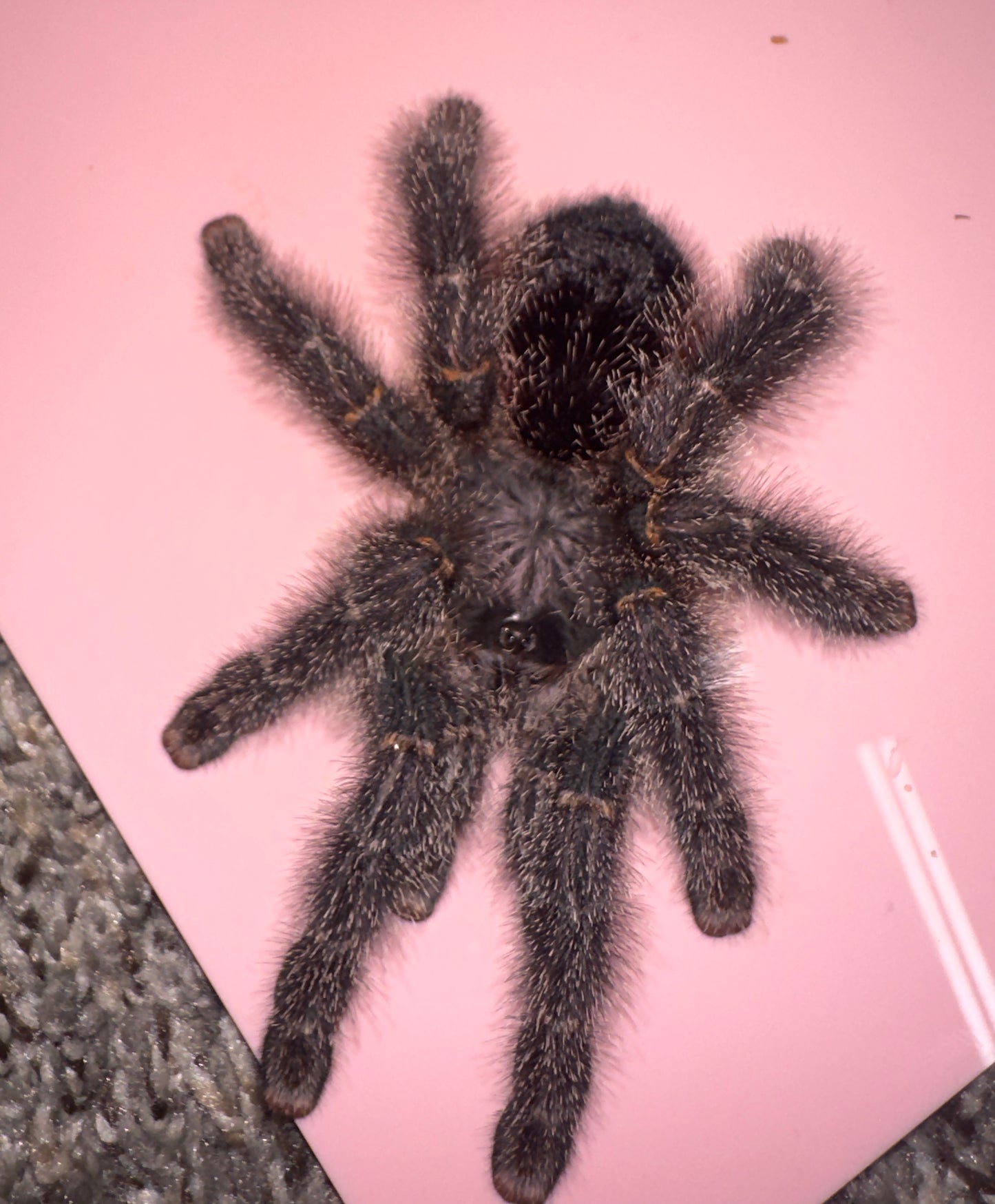 Avicularia sp Bicegoi (Brazilian Wooly Pinktoe)
