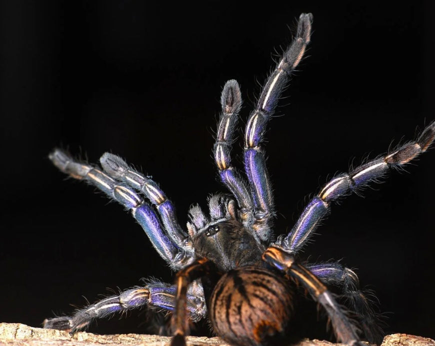Cyriopagopus albostriatum purple Zebra