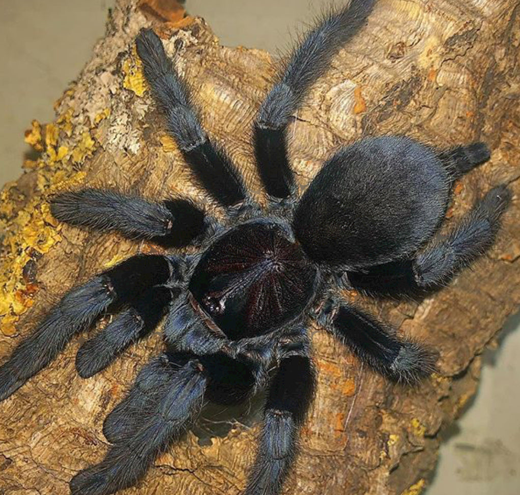 Lampropelma Carpenteri
(Sulawesi Black)