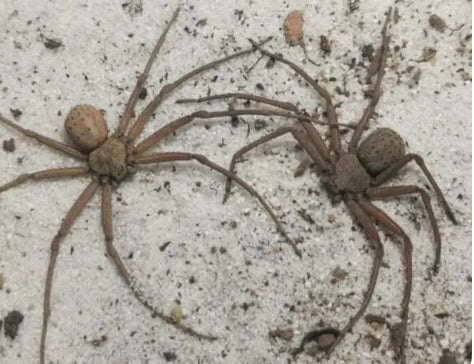 Sicarius Thomisoides