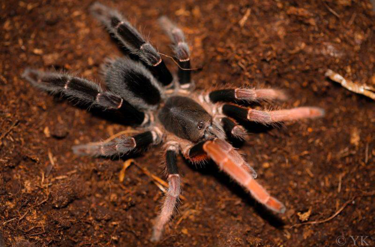 Lyrognathus giannisposatoi