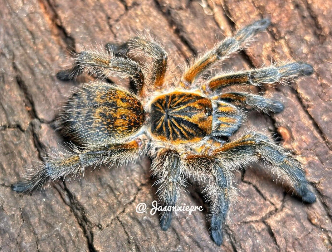 Harpactira Cafreriana