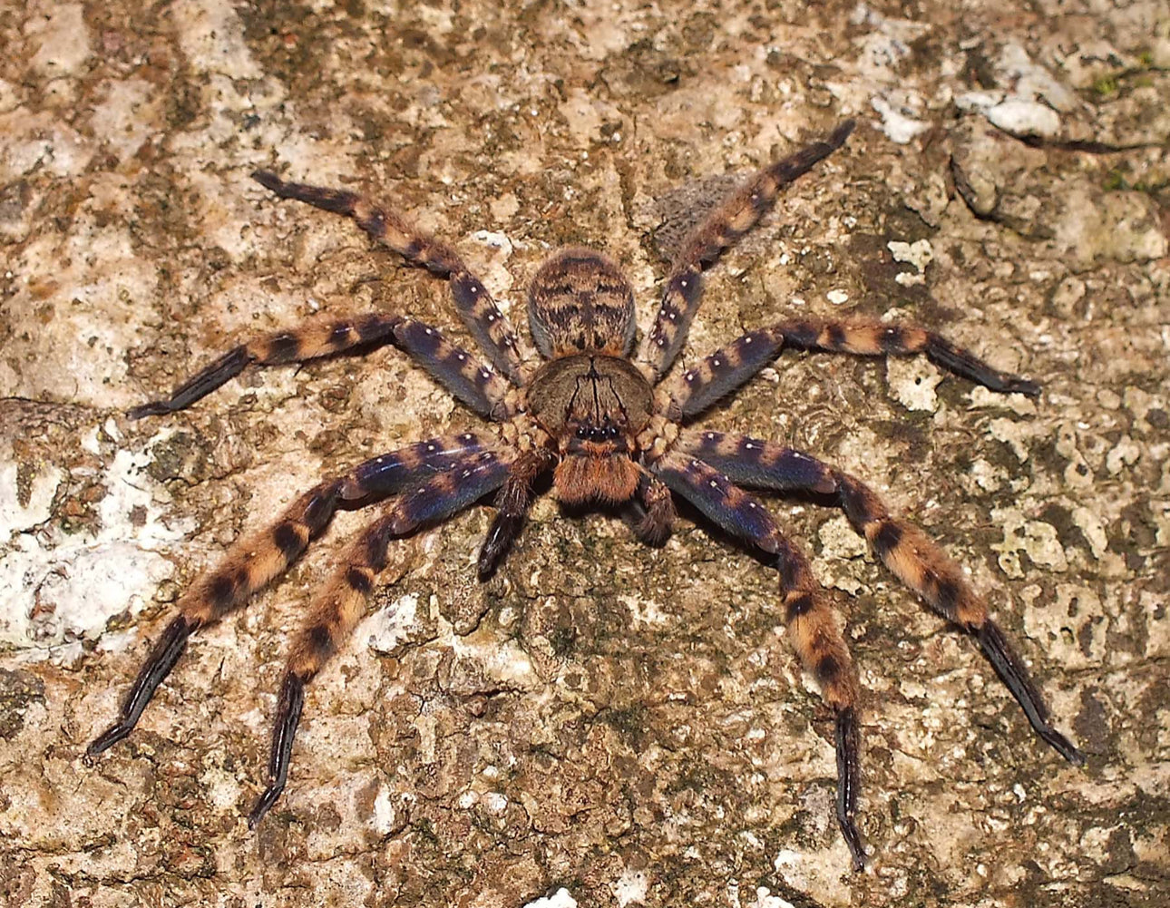 Heteropoda lunula