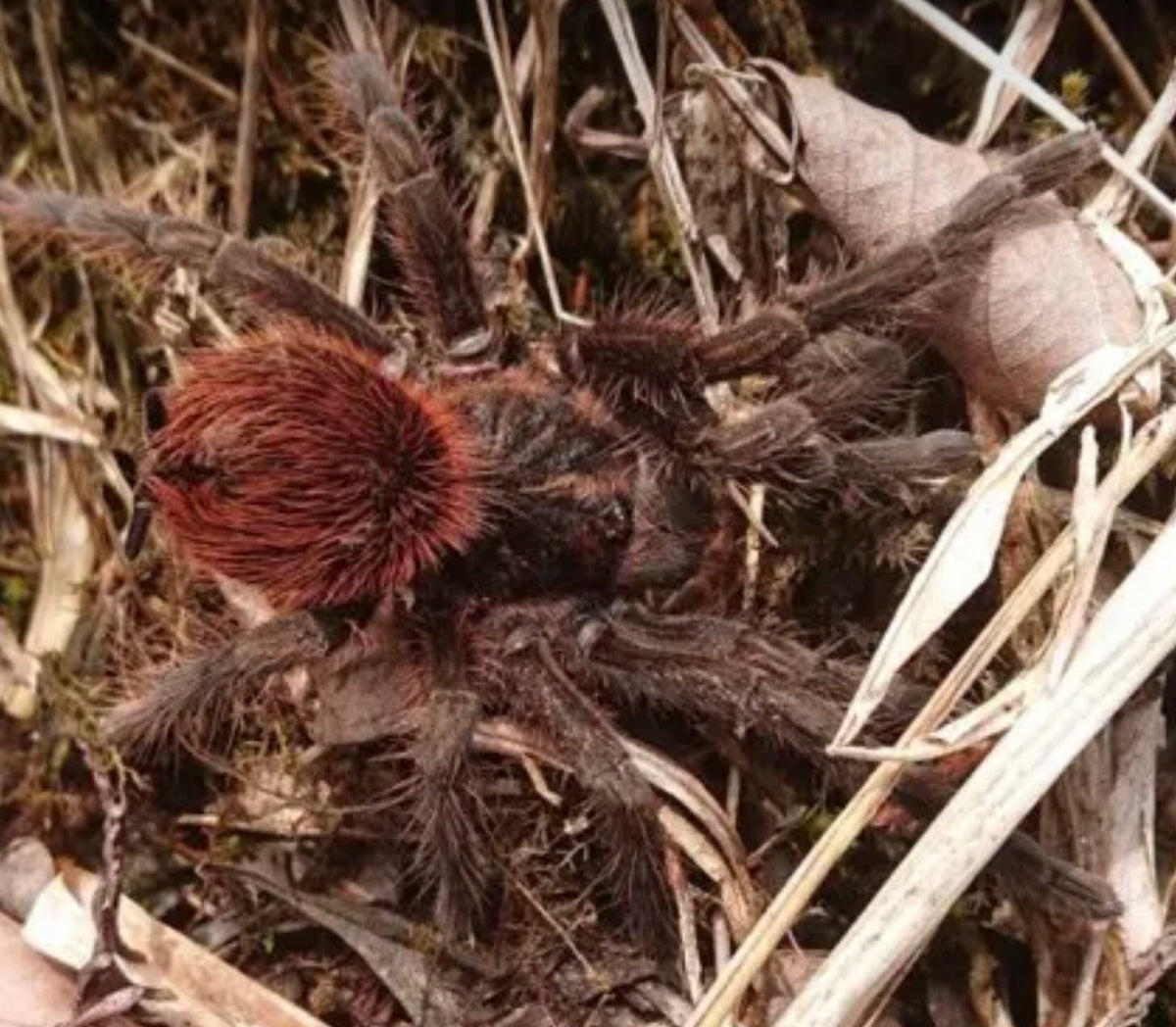 Pamphobeteus sp. 'Red'