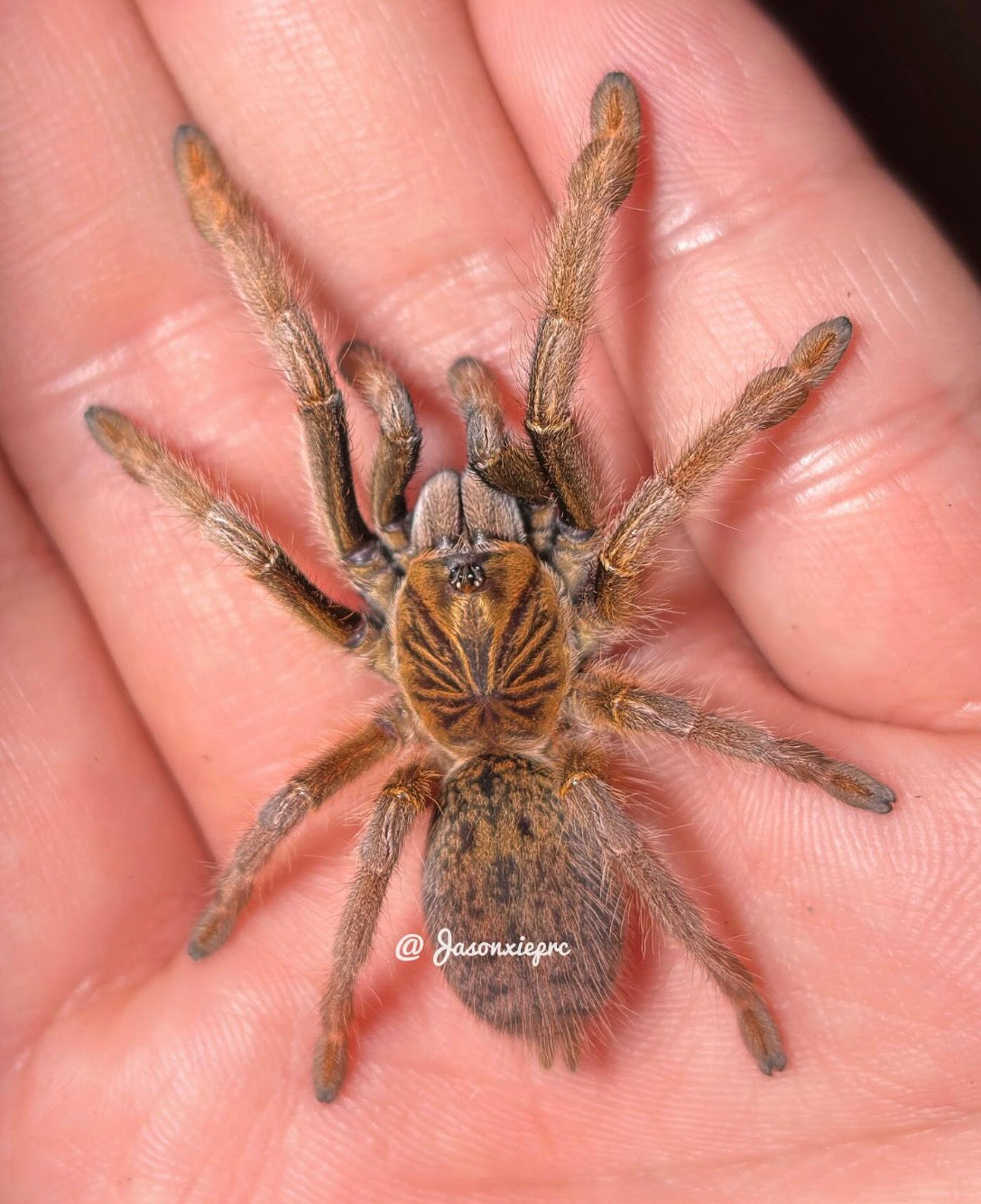 Augacephalus Breyeri