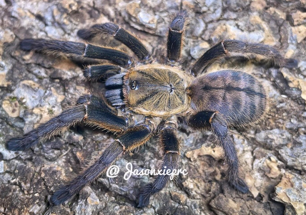 Ornithoctoninae sp. Lam Dong