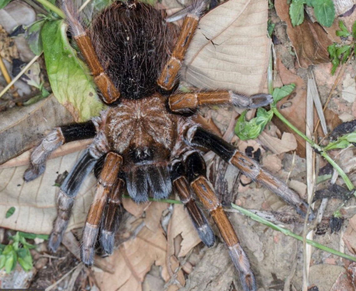 SERICOPELMA SP SANTA CATALINA
