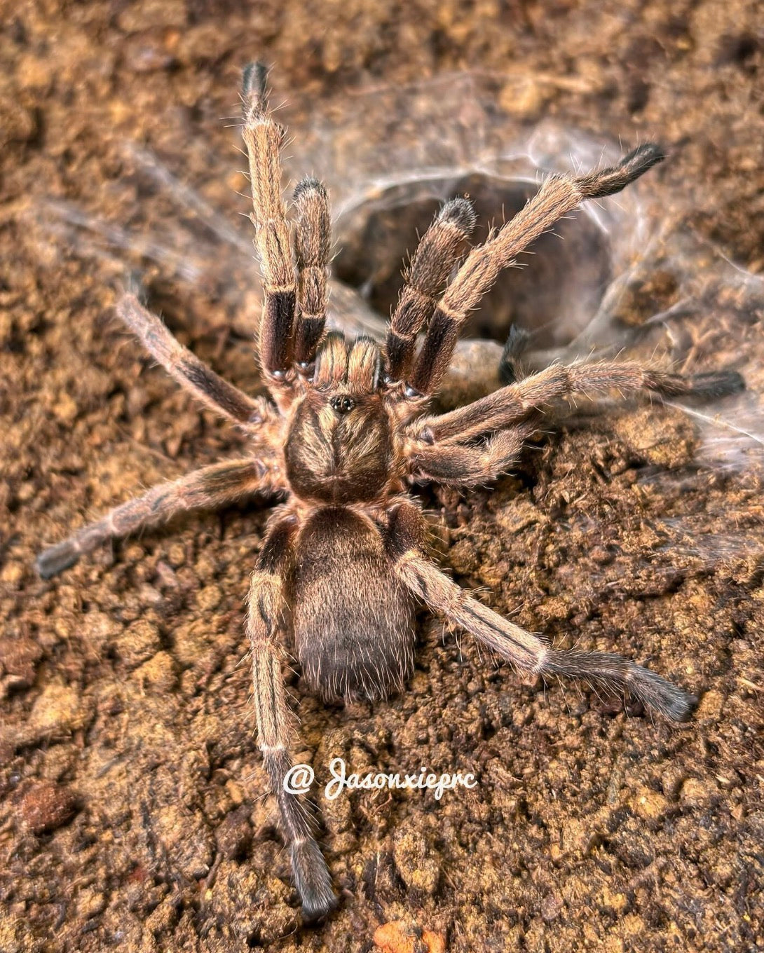 Ornithoctoninae sp. “Long Na”