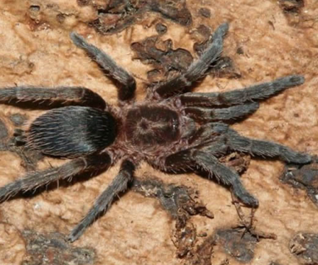 Catumiri argentinensis (Argentine Copper Dwarf)