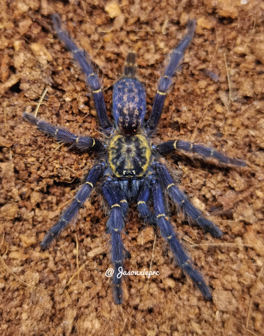 Heterothele Gabonensis (Gabon Blue Dwarf Baboon)
