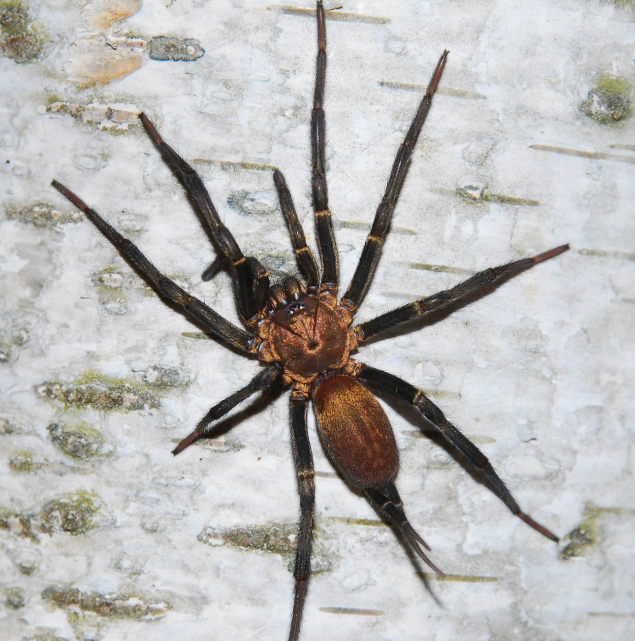 Linothele Sericata