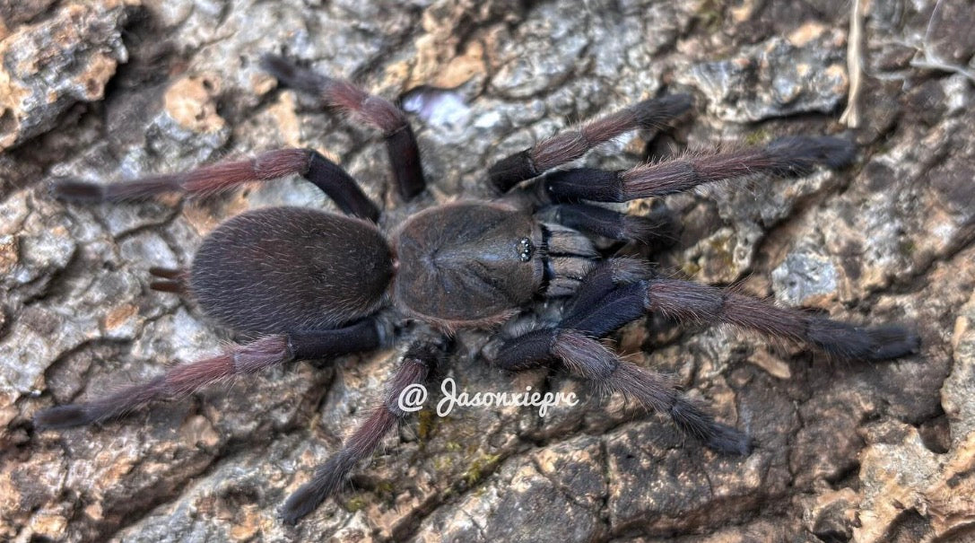 Selenobrachys sp. Romblon Pink