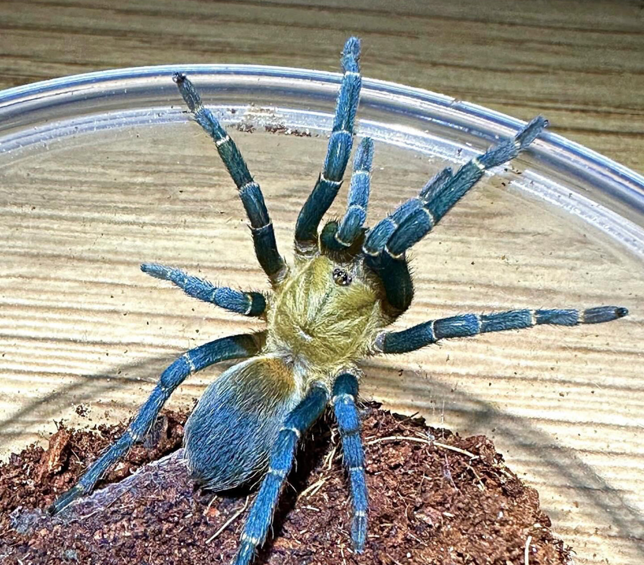 Cyclosternum Aureum