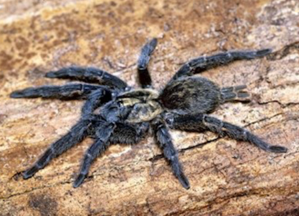 Heterothele villosella (Tanzanian Chestnut Baboon)