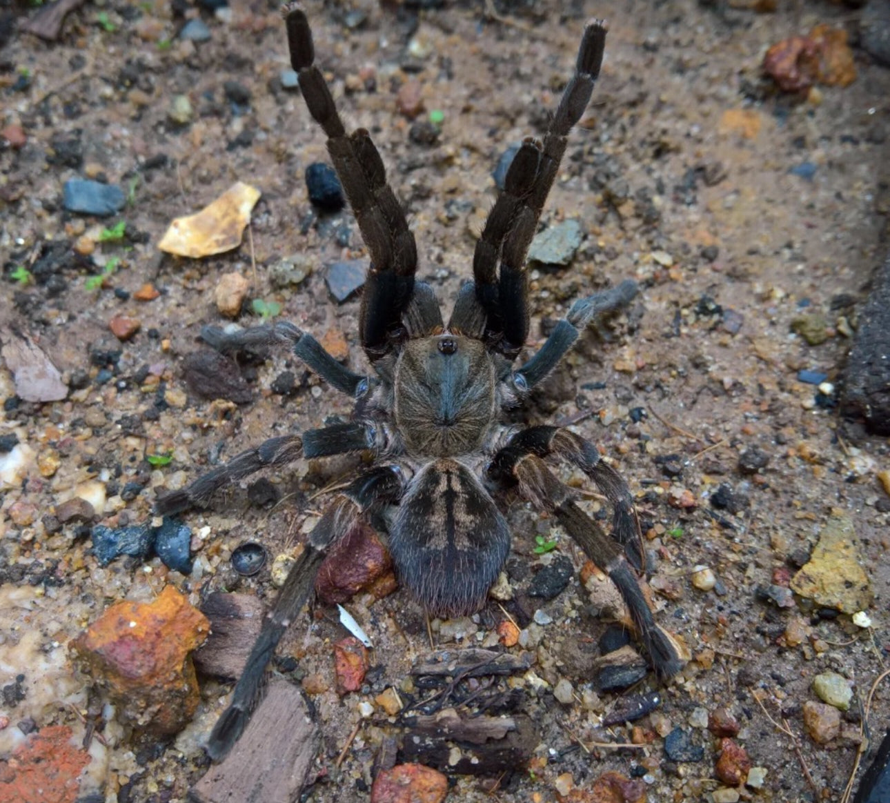 Ornithoctoninae sp. Veronica Dwarf