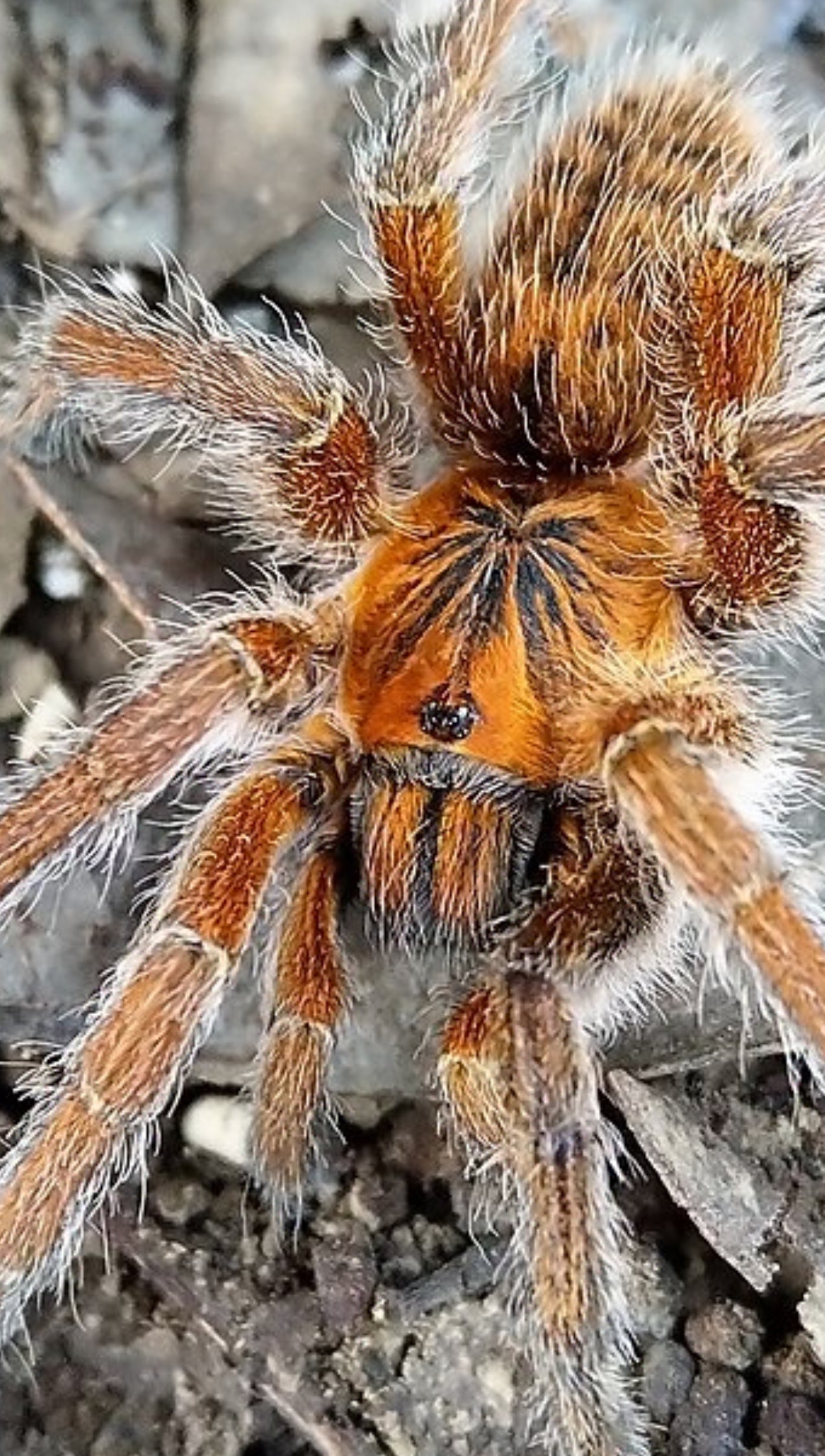 Harpactira Cafreriana