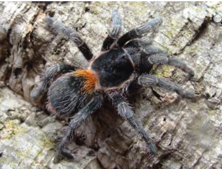 Homoeomma Chilense (Chilean Flame)
