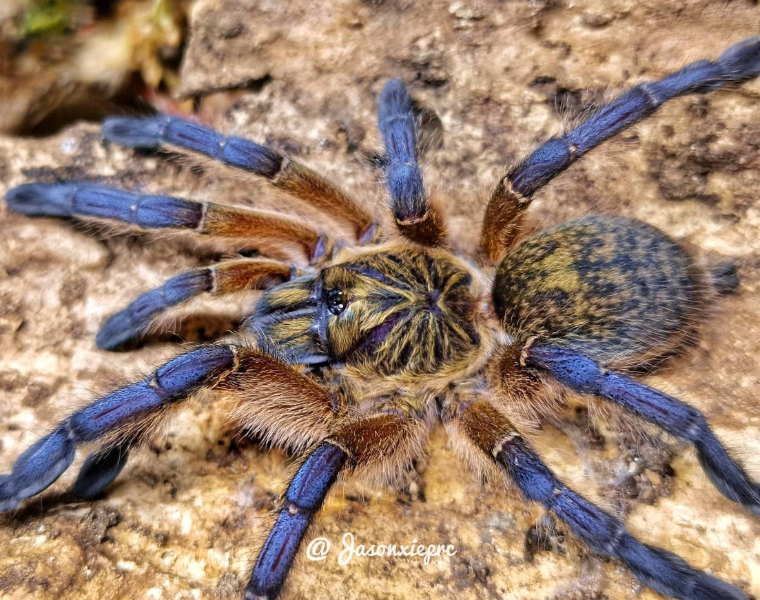 Harpactira Pulchripes (Golden Blue-Legged Baboon)