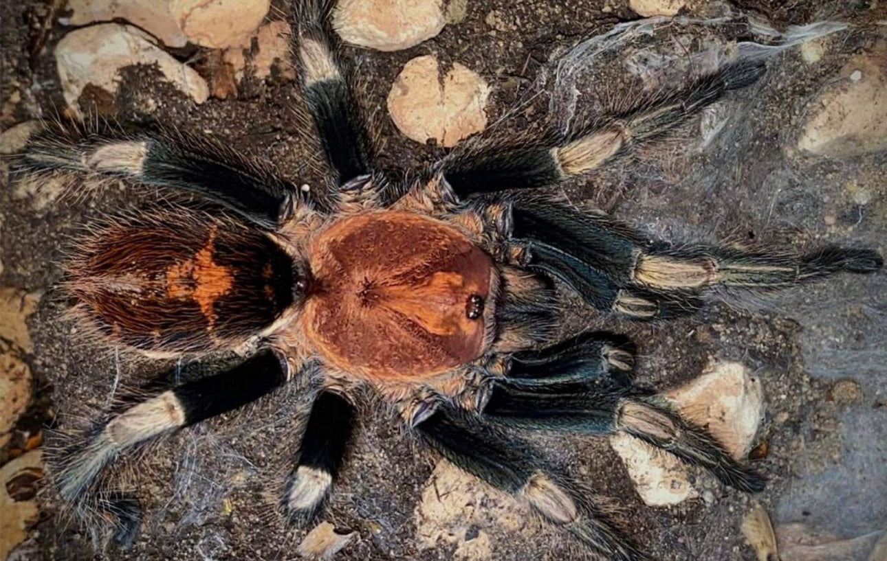 Davus sp. “Oaxaca”