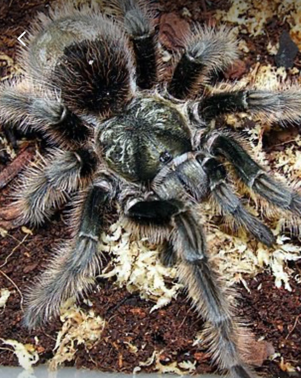 Grammostola Grossa