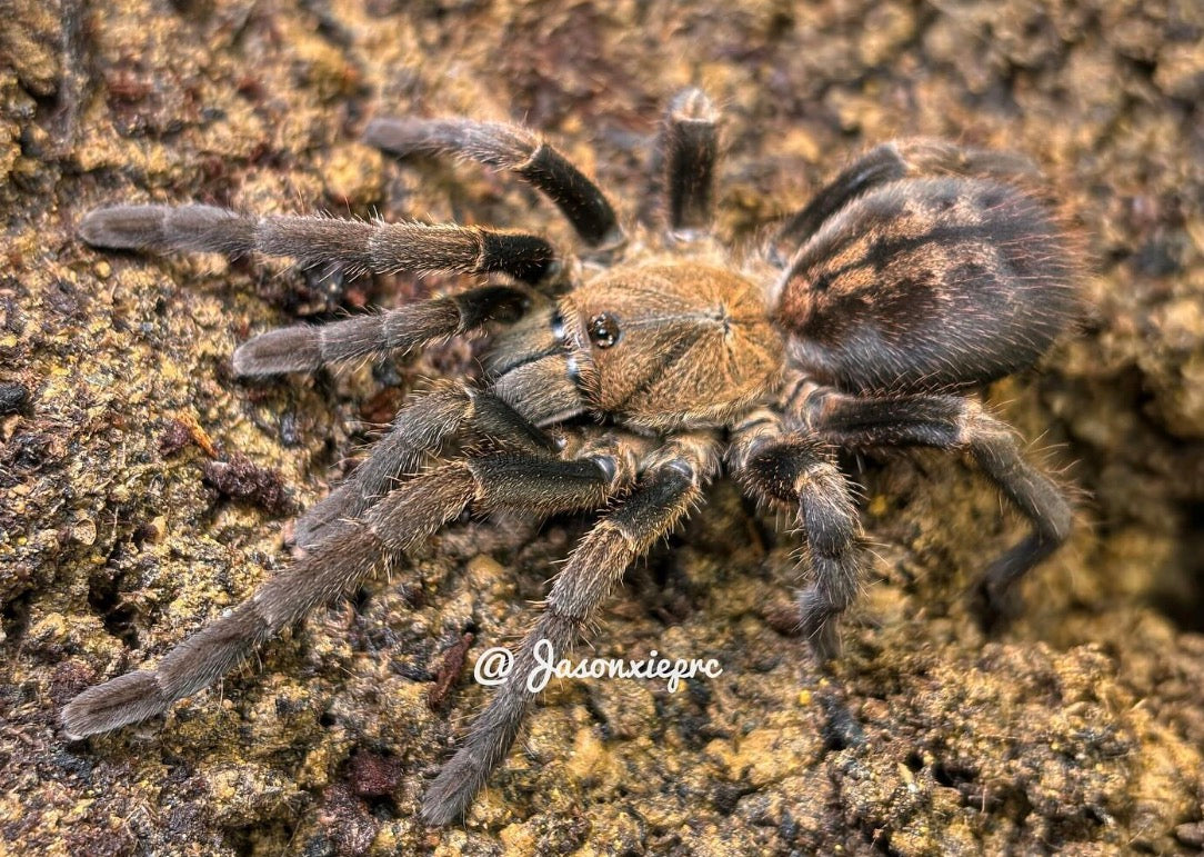 Ornithoctoninae sp. Veronica Dwarf