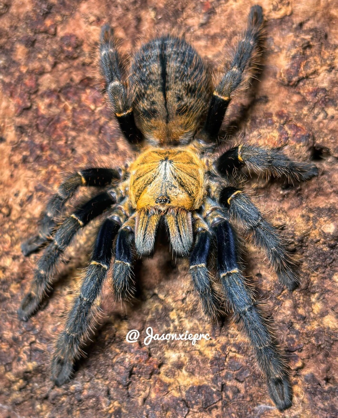 Ornithoctoninae sp. Ho Chi Min ( HO CHI MINGE EARTH TIGER)